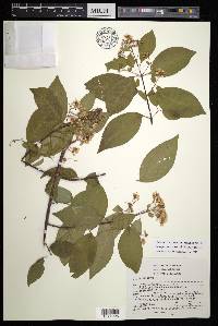Tetrapterys rzedowskii image