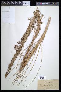 Xerophyllum tenax image