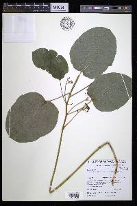 Smilax ecirrhata image