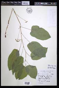 Smilax ecirrhata image