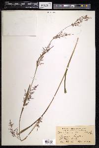 Carex filicina image