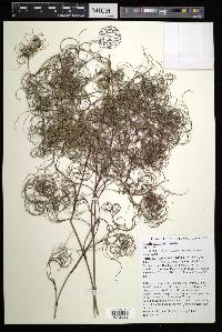 Caustis recurvata image