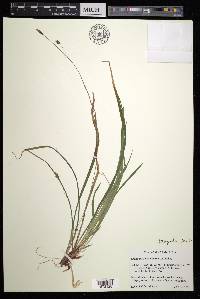 Carex austrocaroliniana image