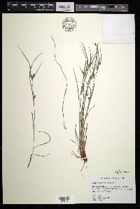 Carex bulbostylis image