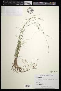 Carex trisperma image