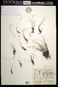 Carex filifolia image