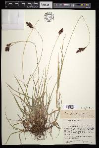 Carex epapillosa image