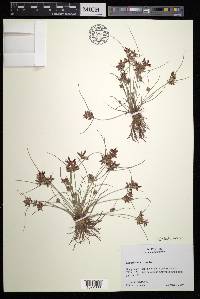 Cyperus bipartitus image