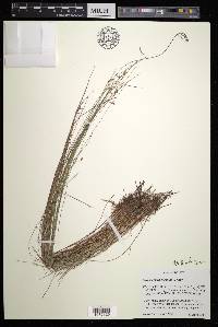 Rhynchospora oligantha image