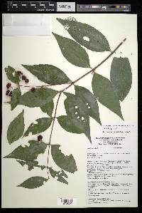 Malpighia glabra image