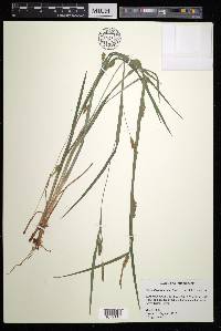 Carex flaccosperma image