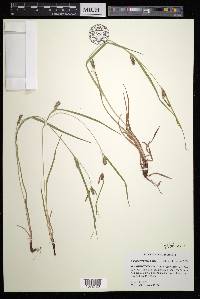 Carex corrugata image