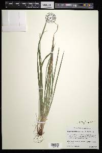 Carex cumberlandensis image
