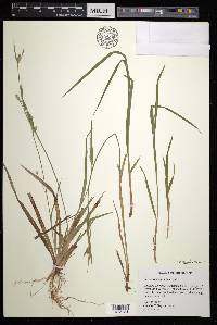 Carex crebriflora image