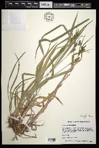 Carex scabrata image