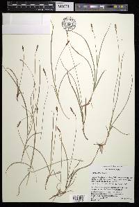 Carex anthoxanthea image