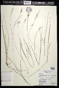 Carex aurea image