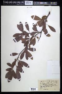 Sideroxylon lanuginosum image