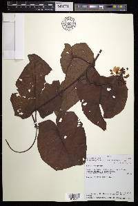 Stigmaphyllon sinuatum image