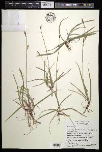 Carex vaginata image