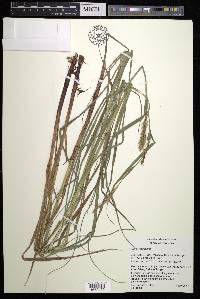 Carex trichocarpa image