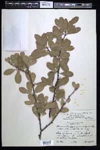 Sideroxylon lanuginosum image