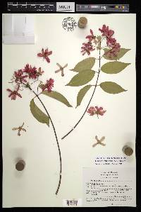 Tetrapterys rzedowskii image