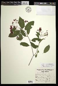 Tetrapterys rzedowskii image
