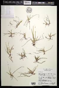 Carex aurea image