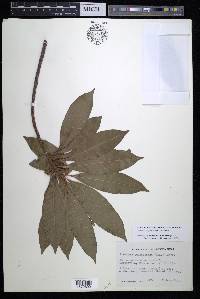 Pouteria campechiana image