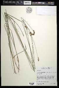 Carex tincta image