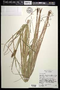 Carex alopecoidea image