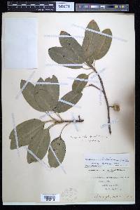 Sideroxylon foetidissimum image
