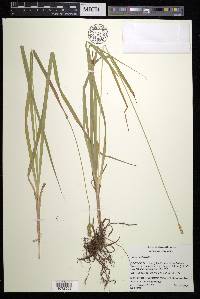 Carex cephaloidea image