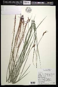 Carex haydenii image