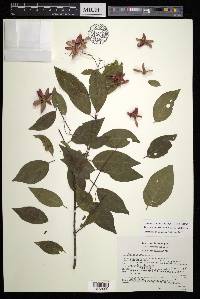 Tetrapterys rzedowskii image