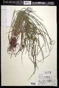Carex baileyi image
