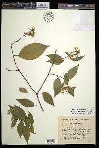 Tetrapterys rzedowskii image
