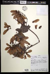 Stigmaphyllon bogotense image