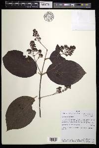 Alicia anisopetala image