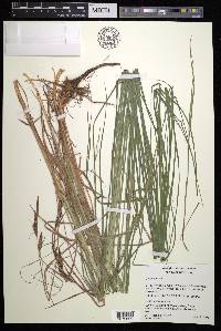 Carex emoryi image