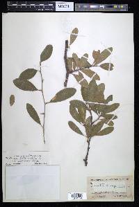 Sideroxylon lanuginosum image