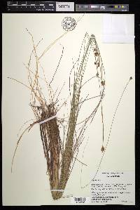 Carex exilis image