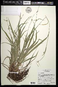 Carex gracilescens image