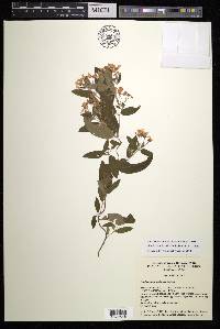 Gaudichaudia albida image