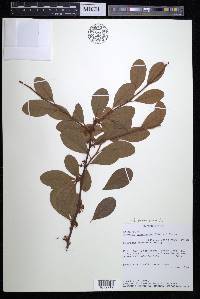 Sideroxylon lanuginosum image