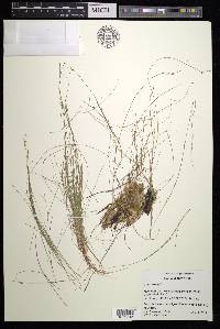 Carex billingsii image