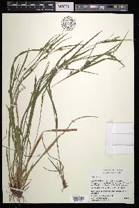 Carex grisea image