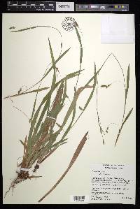 Carex laxiculmis image