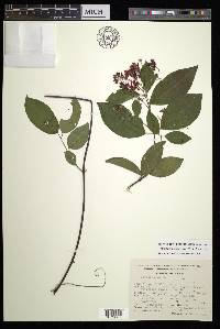 Tetrapterys rzedowskii image